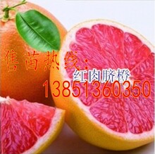 批发优质脐橙苗 红肉脐橙苗 血橙苗 夏橙苗埃及蜜糖橙