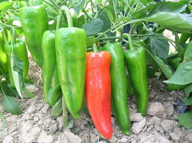 蔬菜种子 湘研一号辣椒种子 杂交一代极早熟青椒 高产 20.