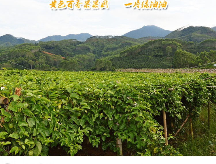 百香果黄金果_百香果黄金果供应商_百香果黄