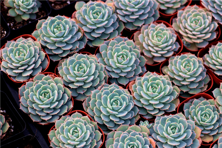 韩熙园艺 多肉植物批发 雪域 荷叶莲 精品大株 冠幅5-6cm