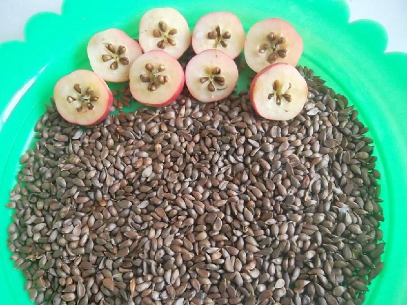 供应海棠种子 西府海棠 北美海棠 垂丝海棠种子批发 质量保证