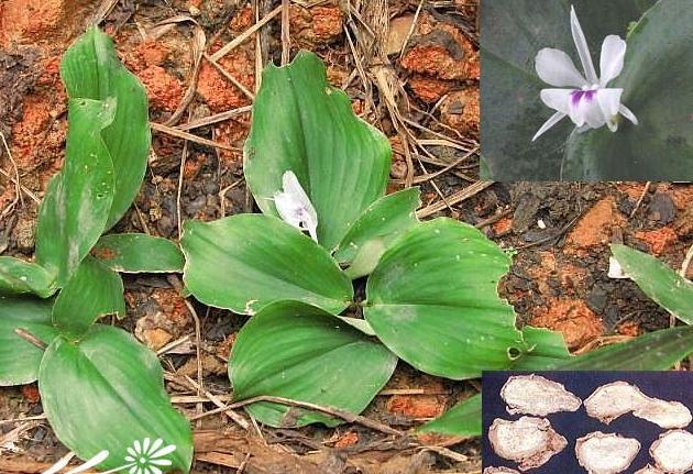 供应沙姜粉三奈纯粉沙姜浓缩粉