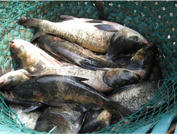 【远山牧野】供应大量鲢鱼 白鲢 优质花鲢 新鲜水产 四川2