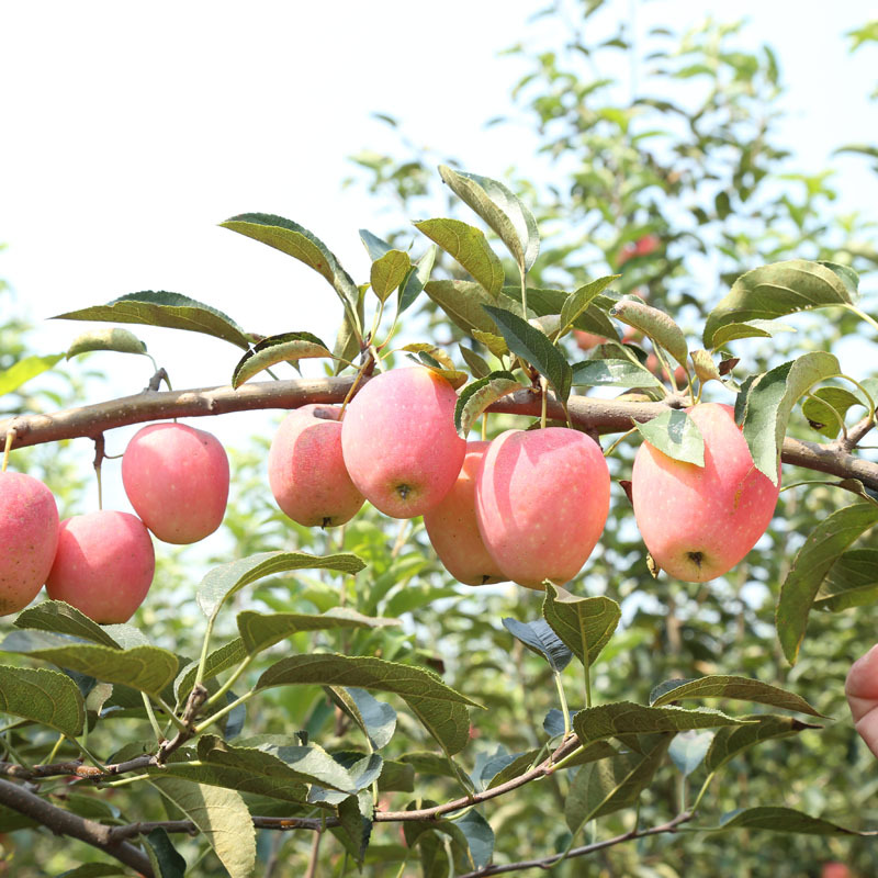 基地直销无公害锦绣海棠果 鸡心果果树苗价格优惠 量大从优