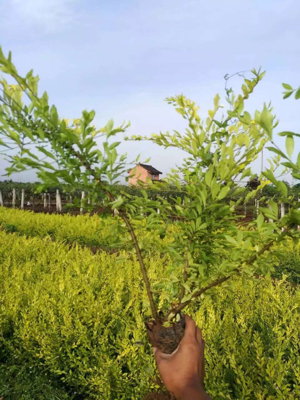 供应金叶水腊营养钵苗 周至苗木特产金叶水腊 金叶水蜡多分枝-中国人