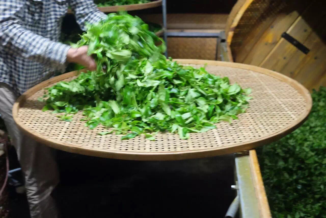 凤凰单丛茶价格为何会那么贵呢?