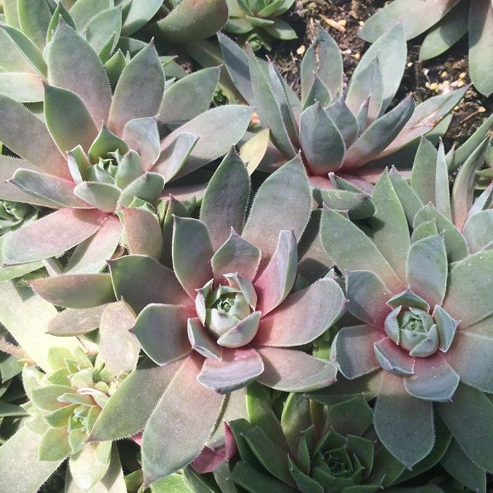 color=red>苗 /font>红勋花 冰火 font color=red>芙蓉 /font> 多肉种