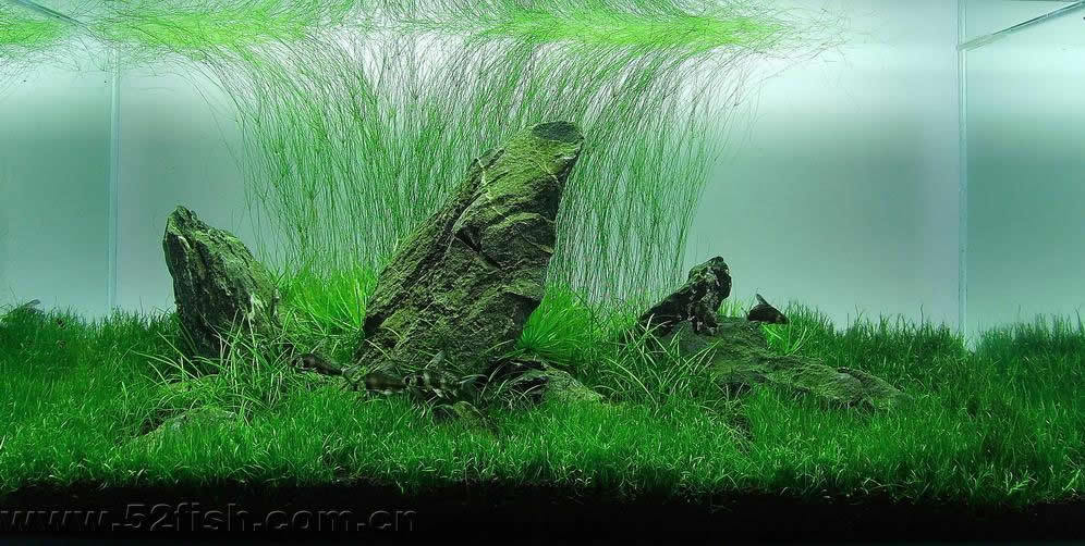 大沙草 大莎草 细叶莎草 鱼缸水族箱造景 真水草活体 观赏水草