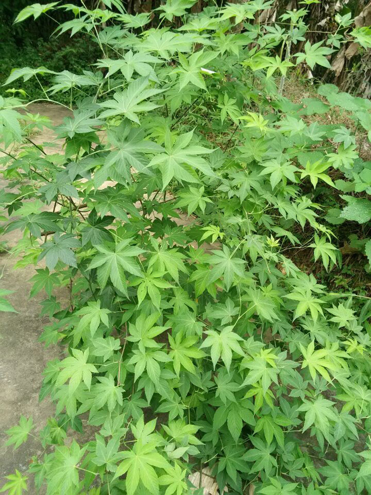 广西甜茶颗粒 刺儿茶 提取甜茶素 厂家直销新茶