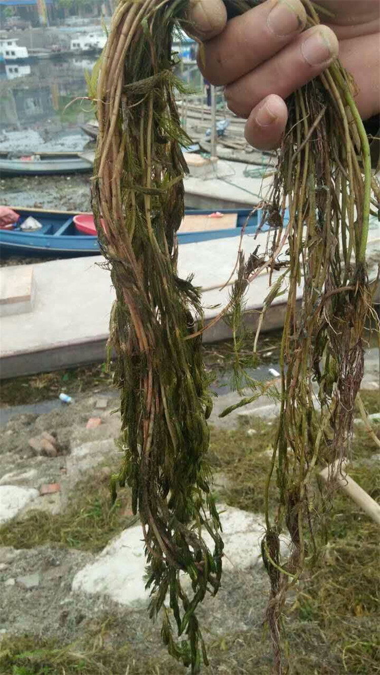 批发 生态绿化水生植物 穗状狐尾藻 沉水植物 水质净化
