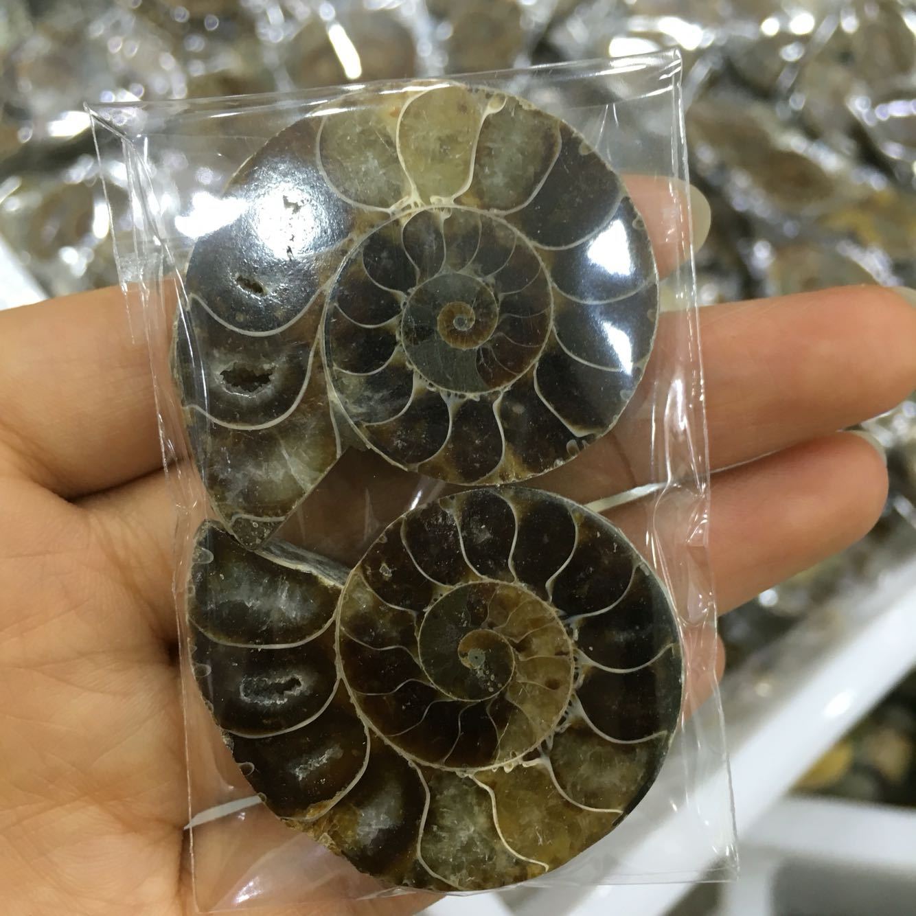 马达加斯加海螺化石小切片 开片螺 菊石 古生物化石 教学标本