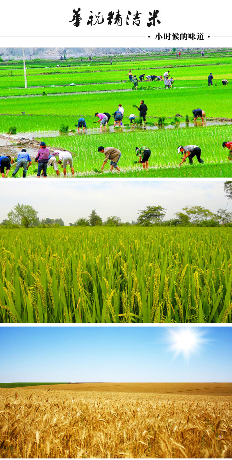 新一代长粒香大米 25公斤优惠装精洁米 超市畅销东北有机大米批发