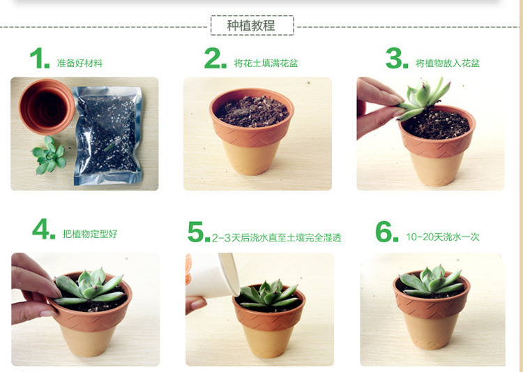 多肉植物种植步骤