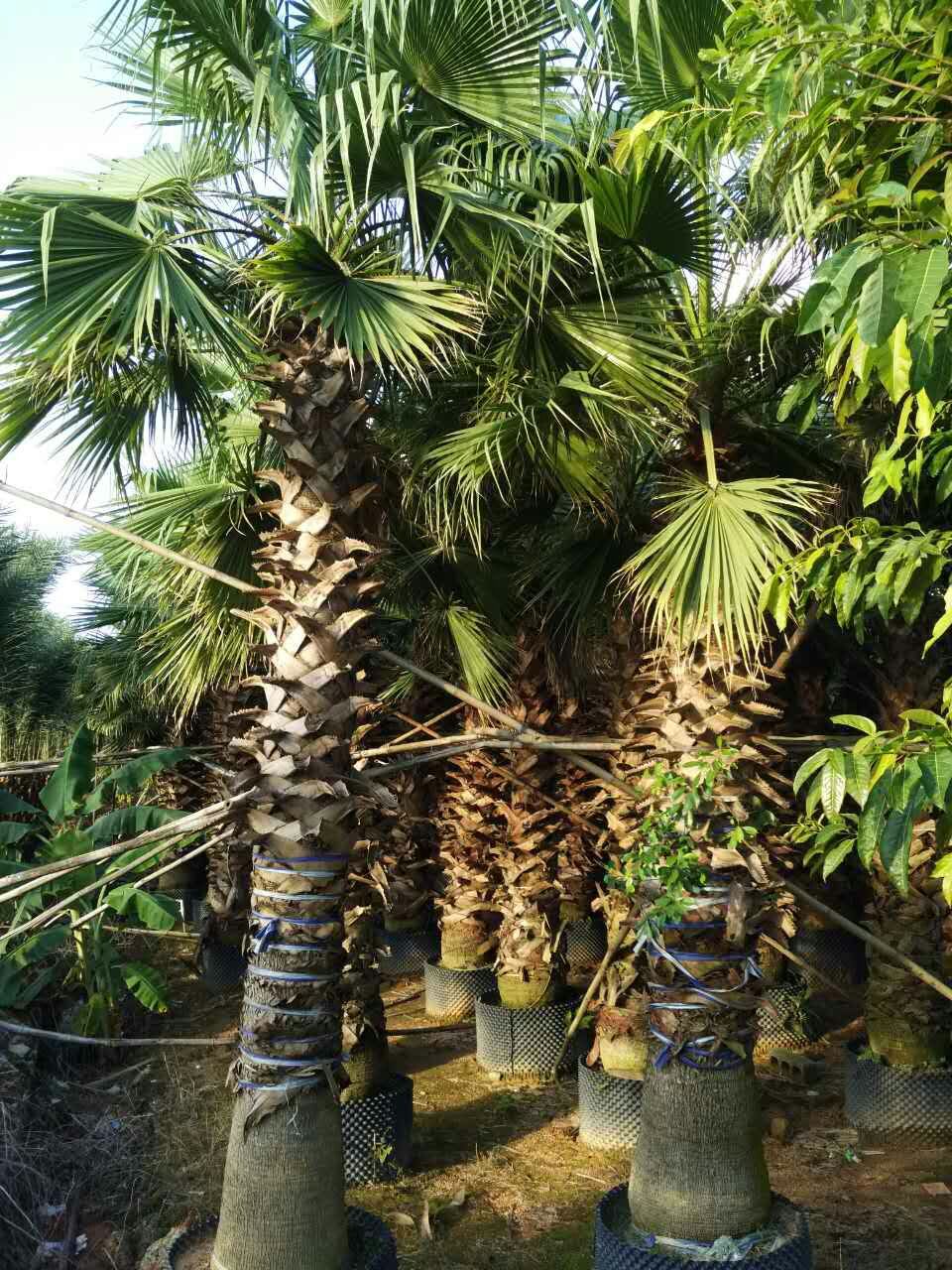 老人葵基地 华棕价格 福建老人葵批发 漳州华棕产地
