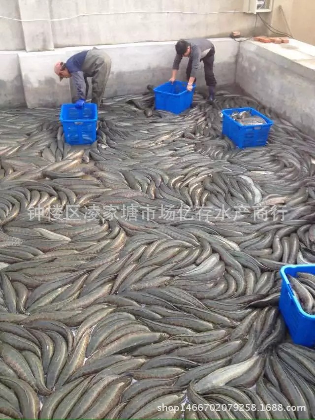 现货批发 生态养殖 新鲜黑鱼 淡水水产黑鲤头鱼水产大户特价供应