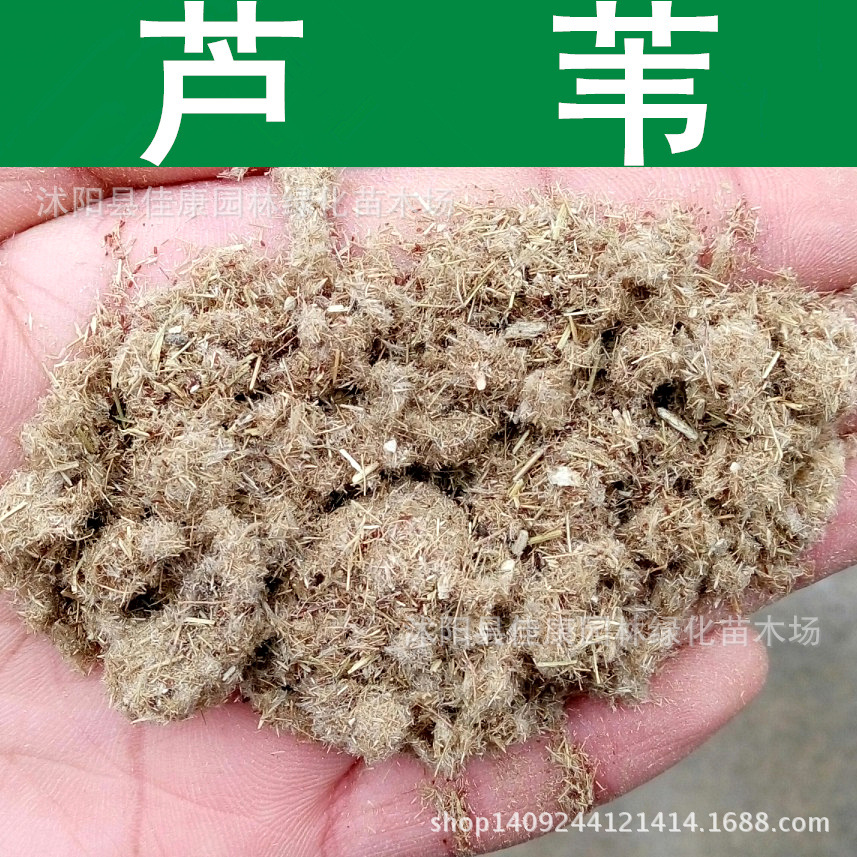 林木种子芦苇种子芦头芦柴种子苇子1件1斤