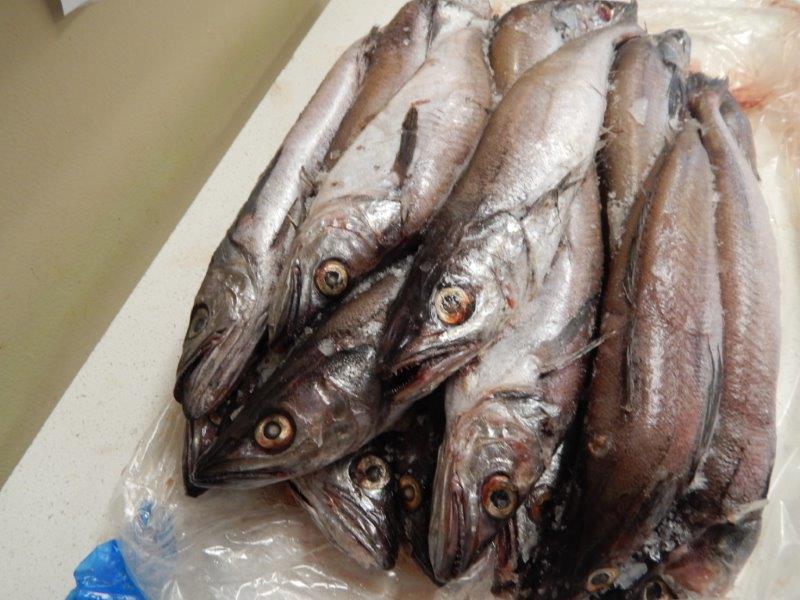 冷冻明太鱼 冷冻狭鳕 冷冻阿拉斯加狭鳕鱼 厂家直销 批发