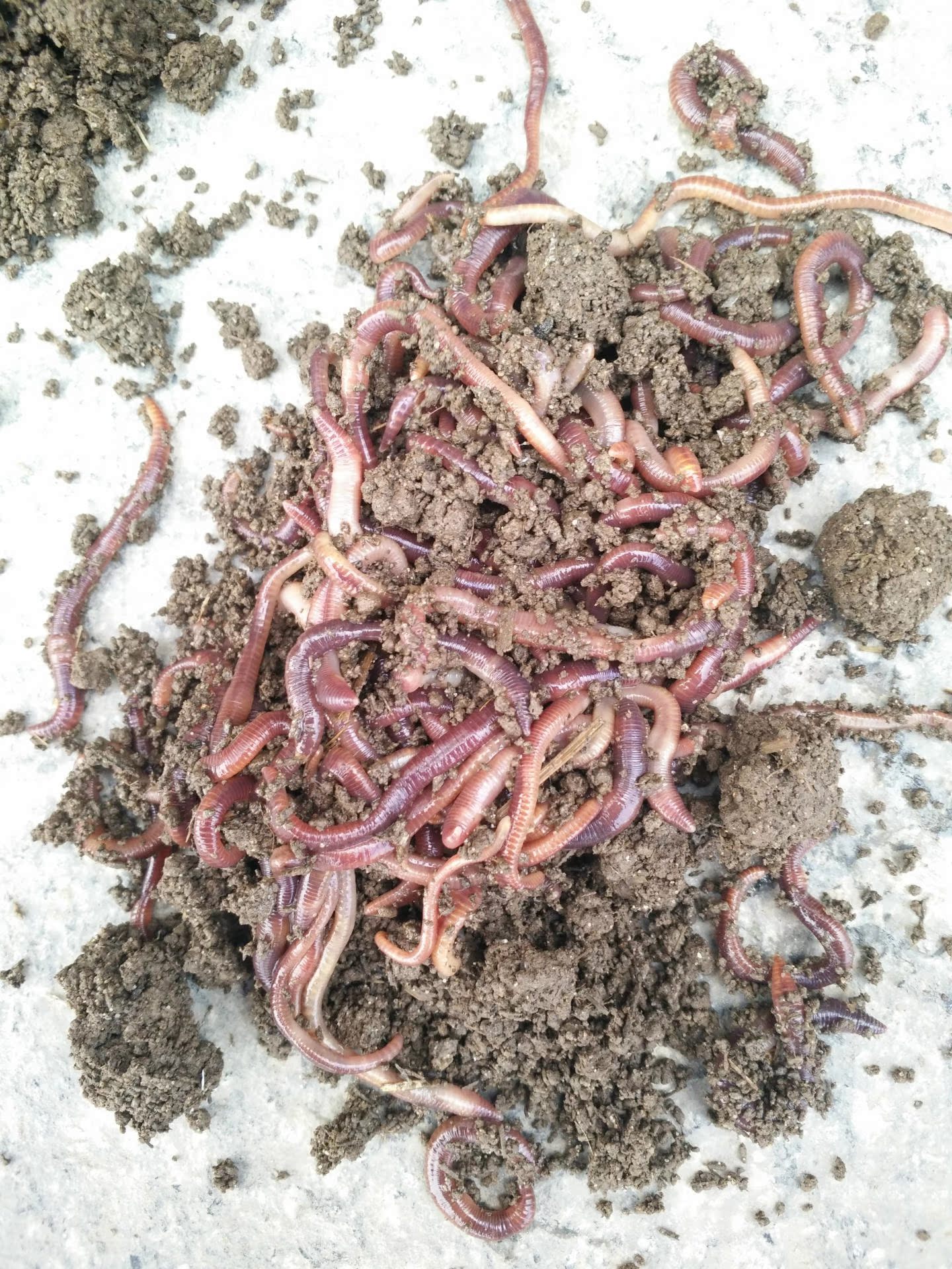 山东散装活体红蚯蚓盒装鱼饵钓鱼龟饲料龟粮种苗蚯蚓大量厂家批发