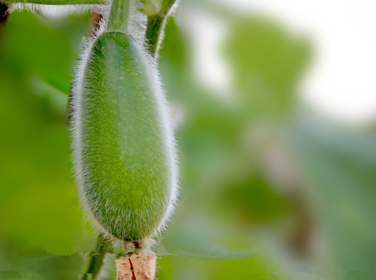 小节瓜 一串铃小冬瓜种子寿光蔬菜种子批发 清热解暑美味观赏食用