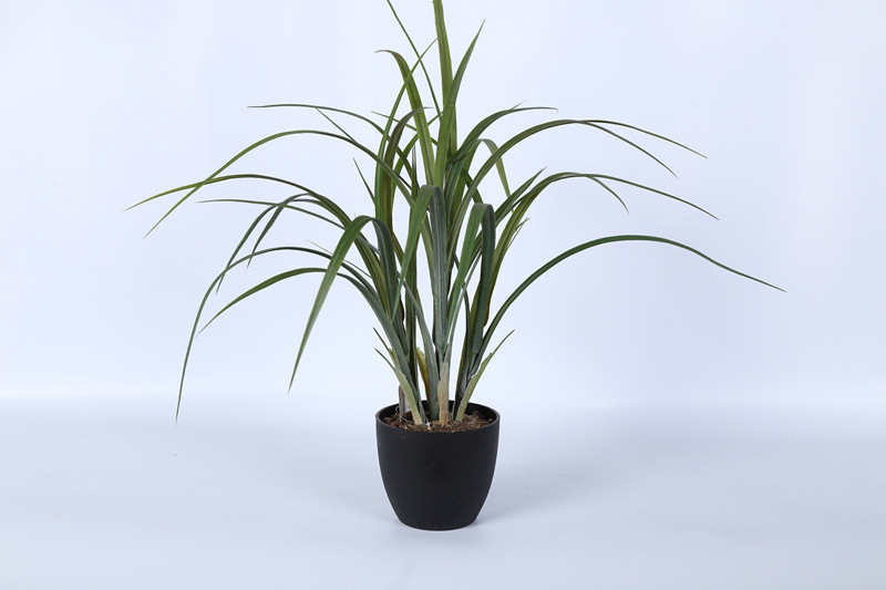 厂家鱼尾葵盆栽秋色 落地盆栽 家居摆饰新款盆栽 - 苗木批发交易网