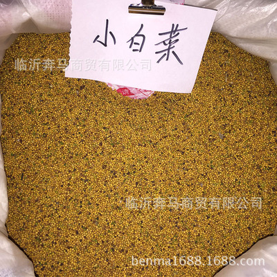 芽苗菜种子 小白菜种子 黄 小白菜 蔬菜种子 特色蔬菜 批发