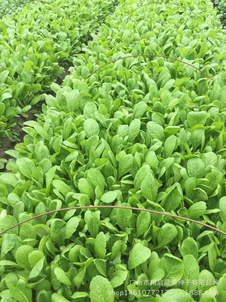科田二号春菜种子 芥菜种籽 菜苗四季播 耐雨水耐热 400g