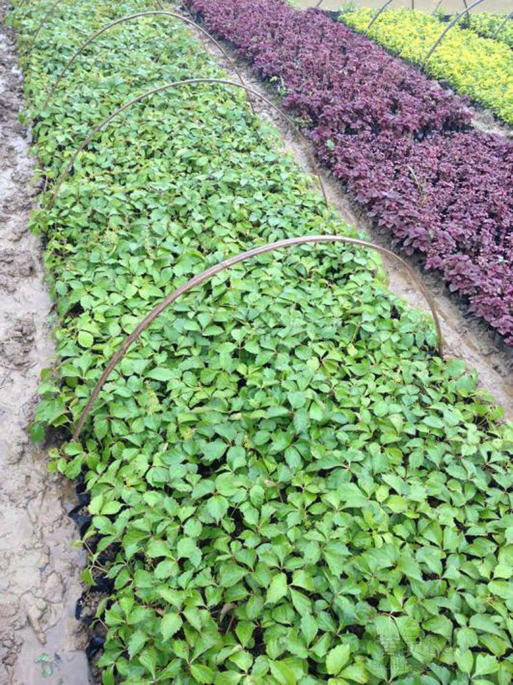 爬山虎苗 五叶地锦 爬墙高手 遮阳降温 2年苗 藤本植物 净化空气