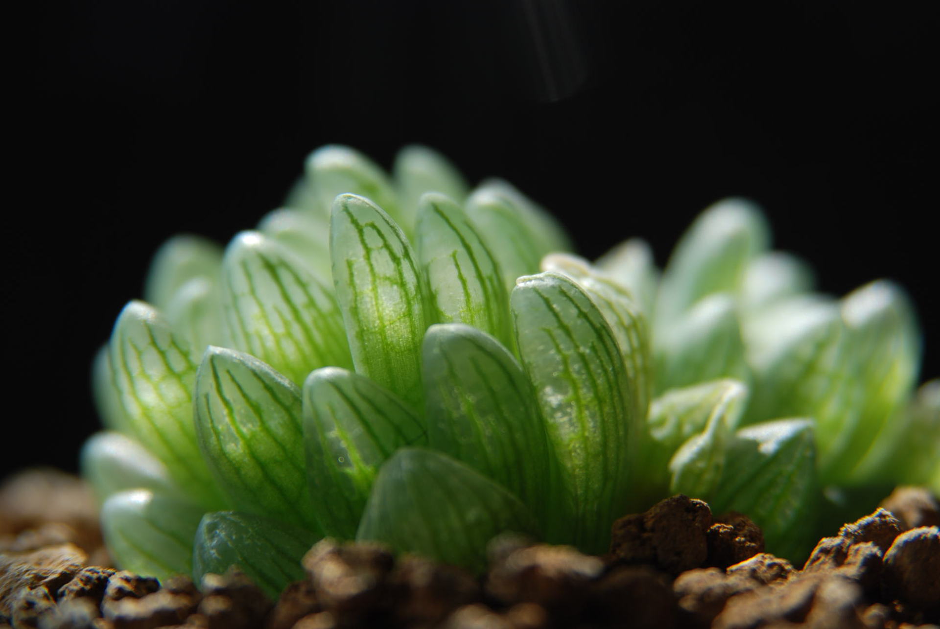 圆头玉露 多肉植物批发室内小盆栽 肉肉迷你绿植 防辐射 办公室