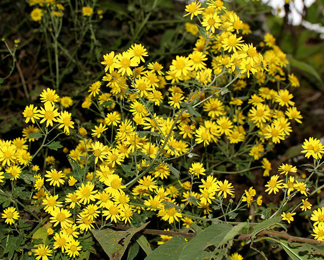 天然植物养生精油原料 中药野菊花纯精油 医药化妆品基础油