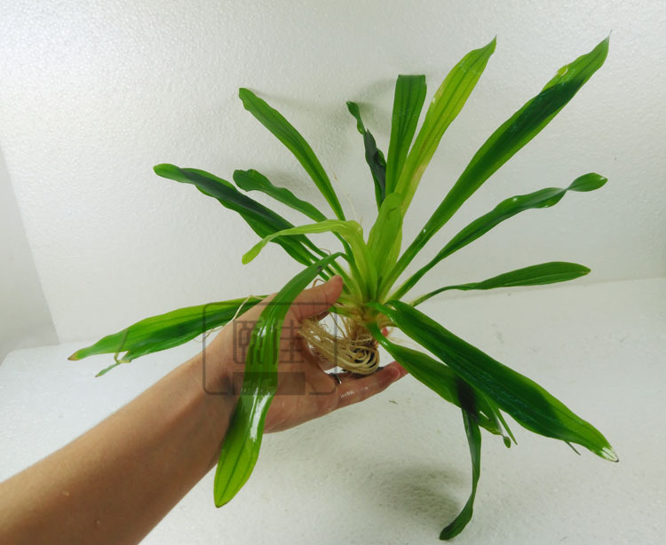 真水草批发 观赏水草 活体 大叶九冠 绿九冠 皇冠 1包10棵