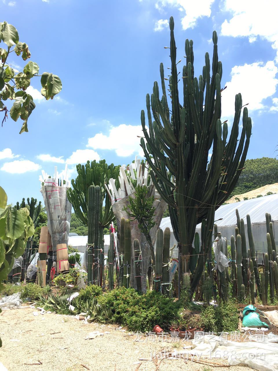主景大型仙人掌厂家 温室沙漠景观工程 室内植物热带沙生秘鲁苹果