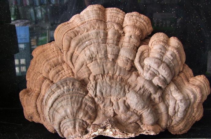 树舌粉 树舌浓缩粉 平盖灵芝粉