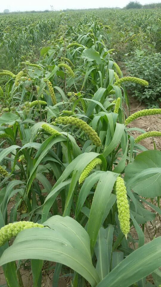 供应矮杆密植适宜机械收获酒用红高粱新品种晋杂34