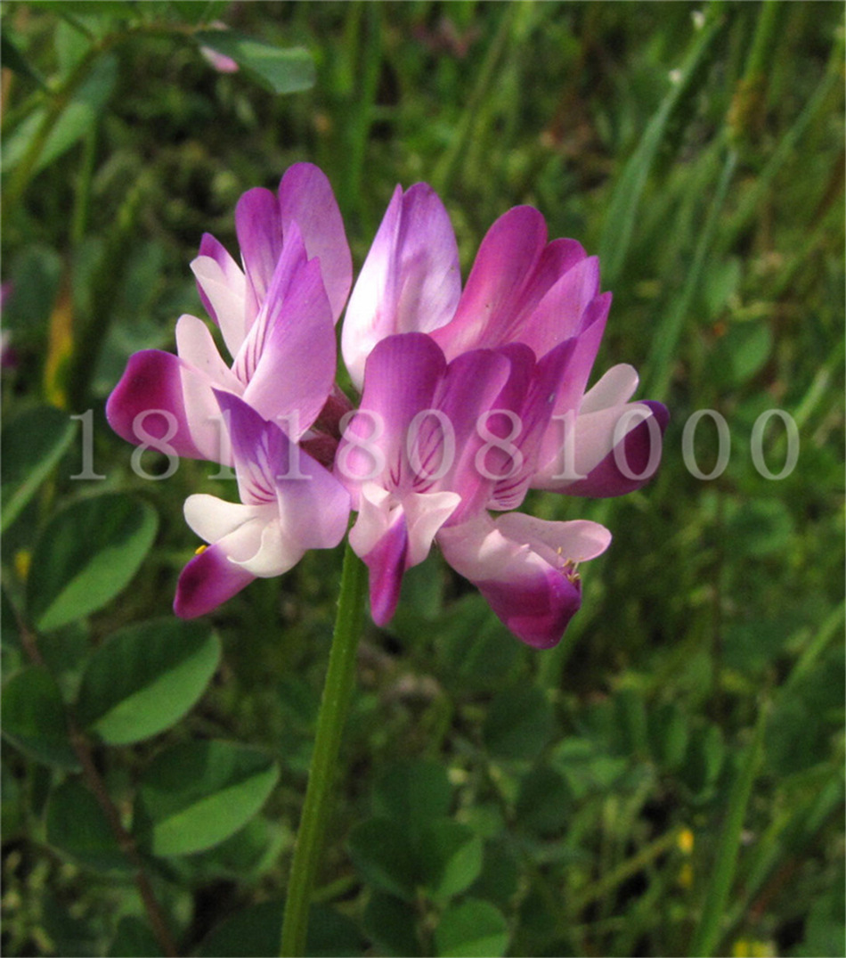 批发光叶紫花苕子种子 紫苕子毛苕子 箭舌豌豆绿肥种子饲料作物营