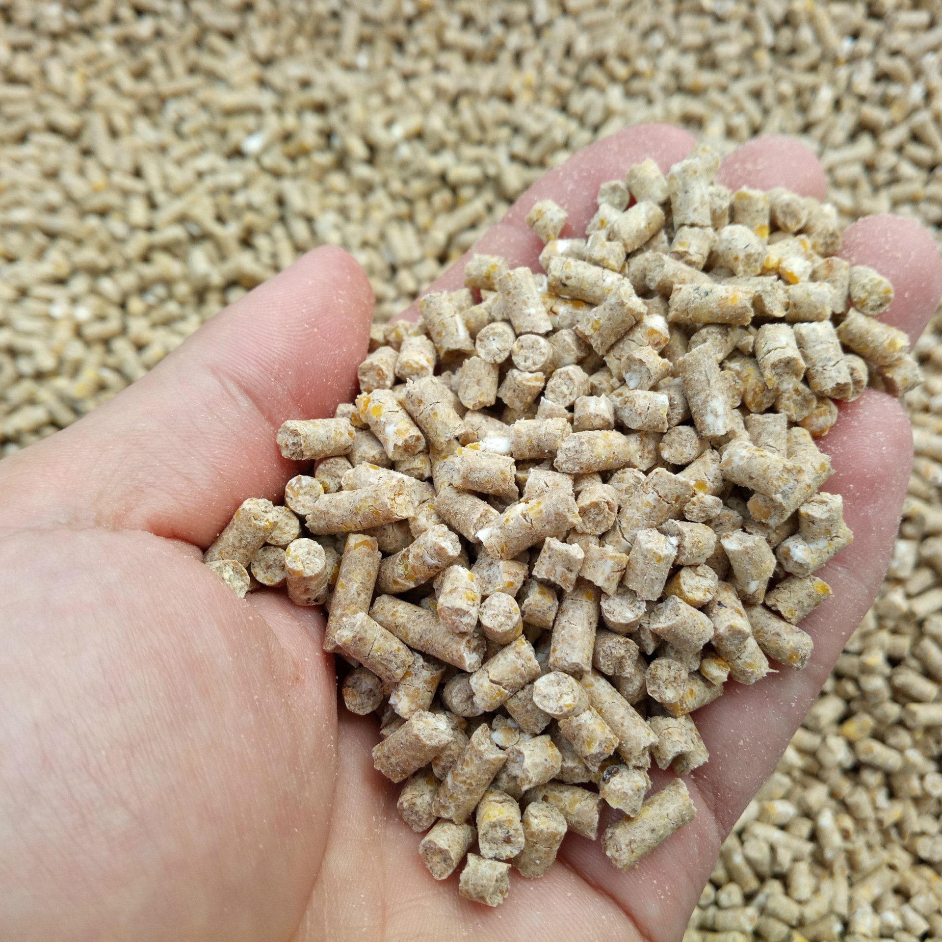 采用水虻黄粉虫大麦虫蛋白源加工草鱼饲料 鲤鱼鲫鱼颗粒饲料50斤