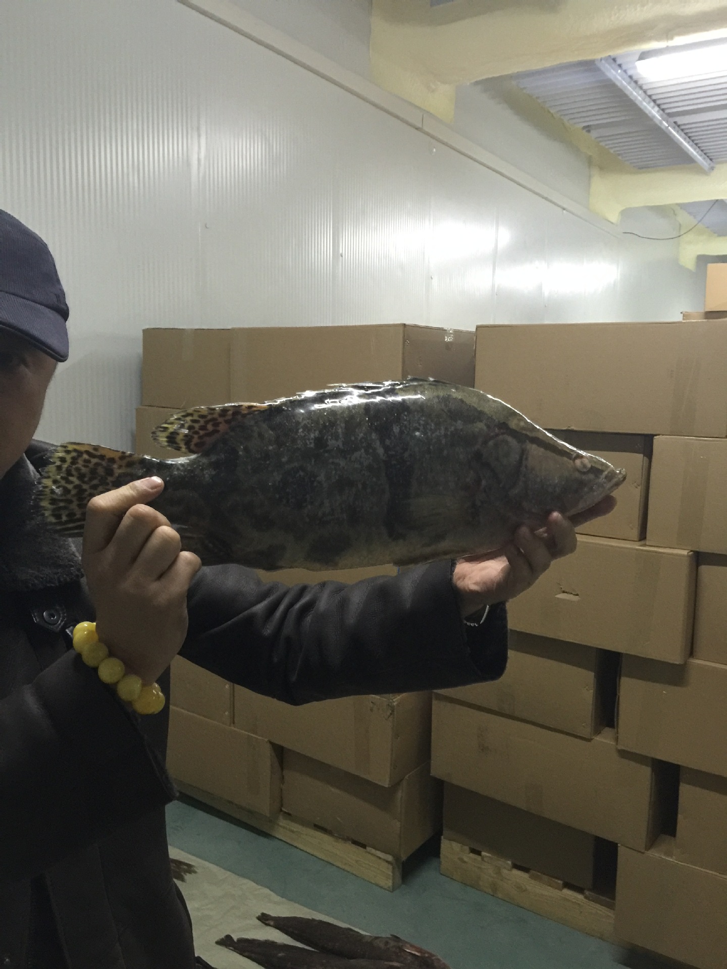 进口俄罗斯大型淡水鱼 鳌花 一手货源 正规清关