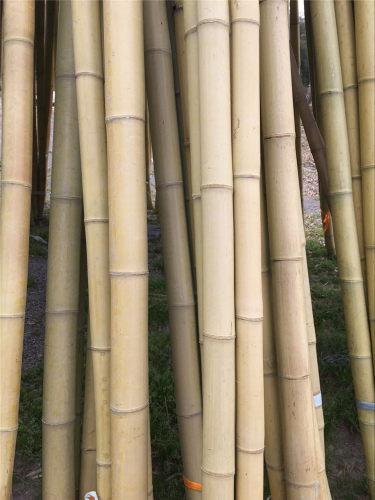 厂家直销防腐处理竹竿室内外装潢装饰篱笆围栏用竹杆量大优惠