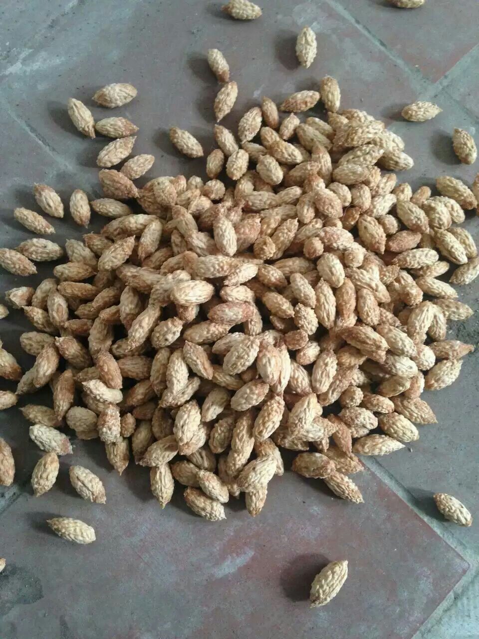 供应台湾大青枣种子 云南牛奶枣种子越南毛叶枣 基地直销 新货