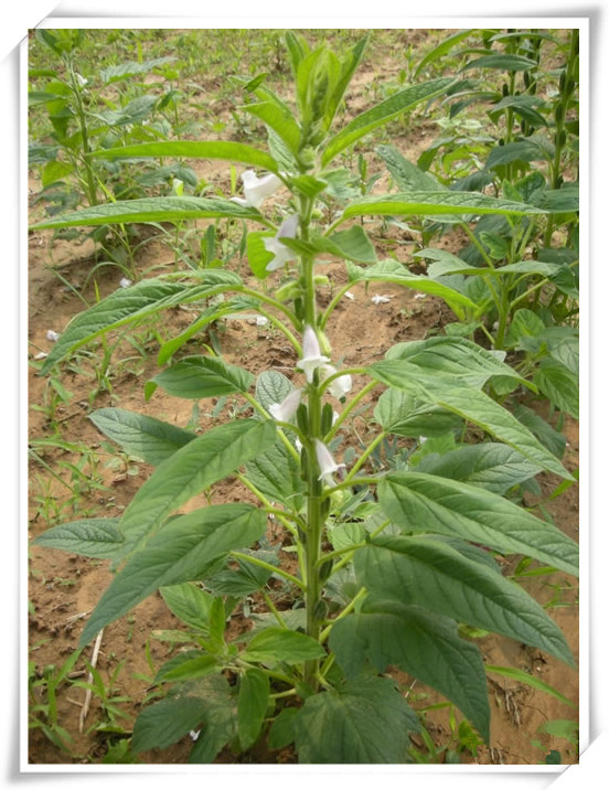 现货供应 黑芝麻提取物批发价格 西安 植物提取物-食品商务网