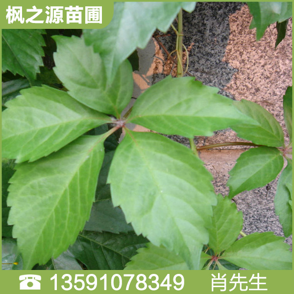 供应五叶地锦爬山虎苗五叶地锦苗子家庭小区攀援植物