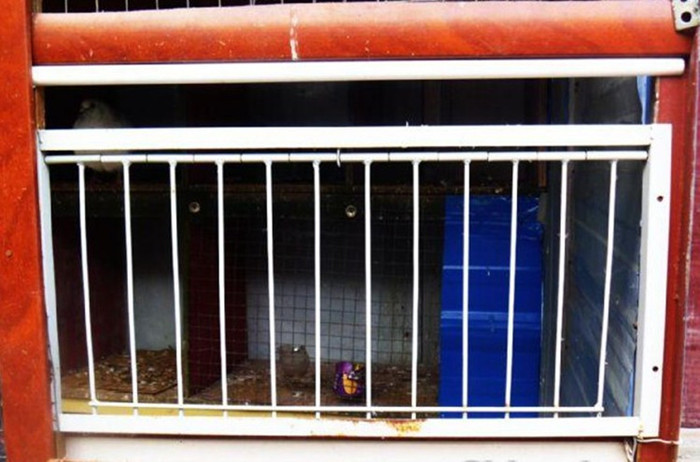 活络门别名撞门鸽子放飞后鸽子只能从撞门进入鸽舍只能进不能出.