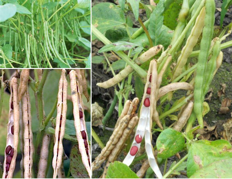 客味园***农家自产赤豆 绿色非转基因赤小豆 大埔客家特产.