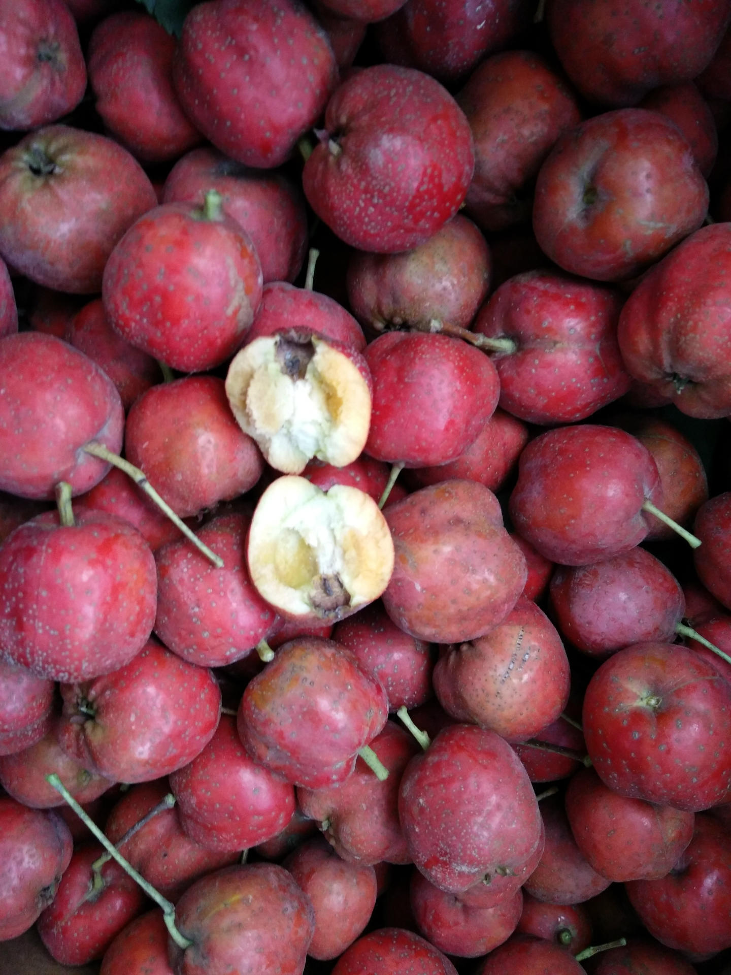 大量出售河北新鲜山楂 产地直销 山楂果实紧密 颜色好