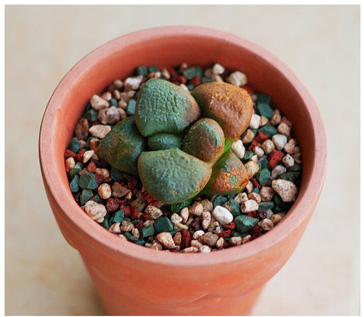 多肉植物园艺彩虹石 虹彩石彩色小石子花盆装饰 鱼缸用装饰摆件