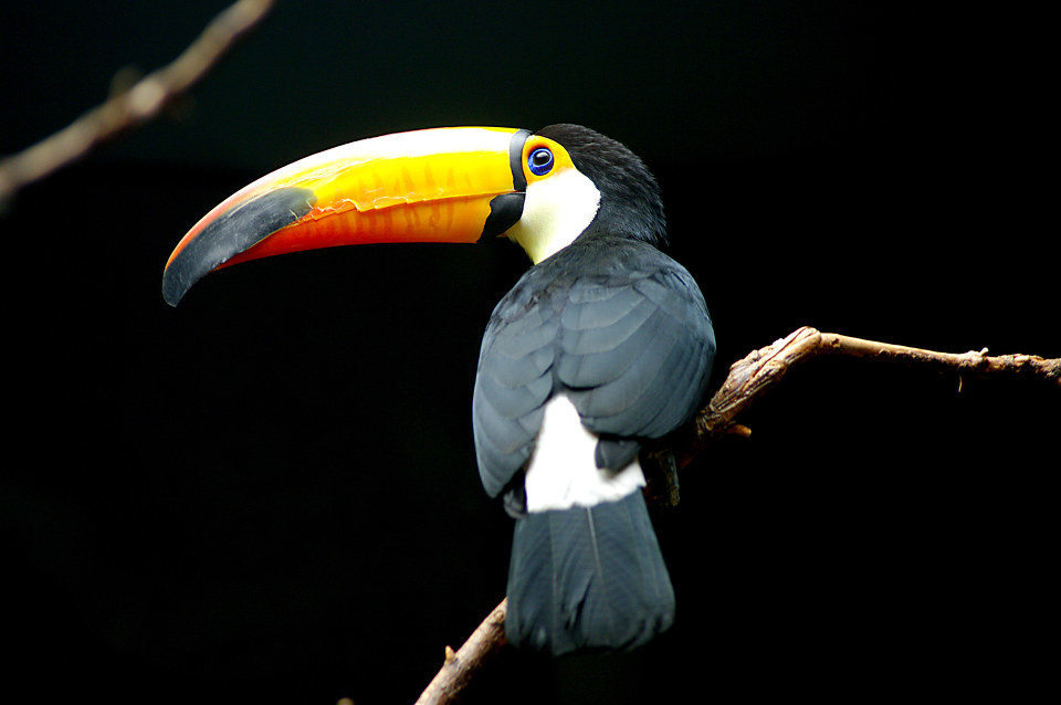 12.1小鸟嘴口红模具口红diy模具手工口红模具经典款灌装模具