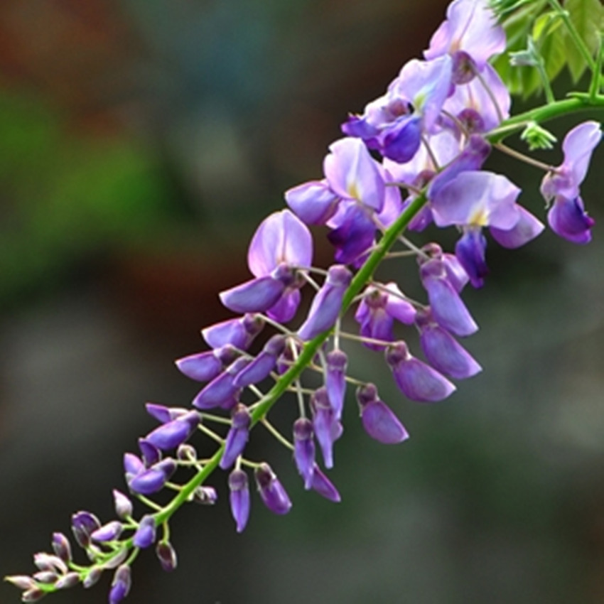 西安昌岳现货供应 解酒花之称的 葛花提取物