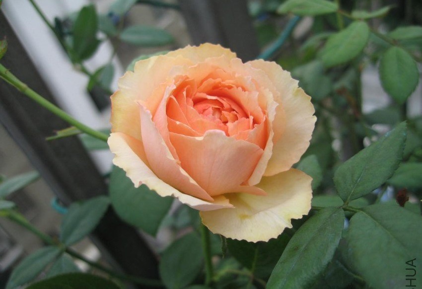 欧洲月季花苗 萨尔曼莎salmanasar 切花月季