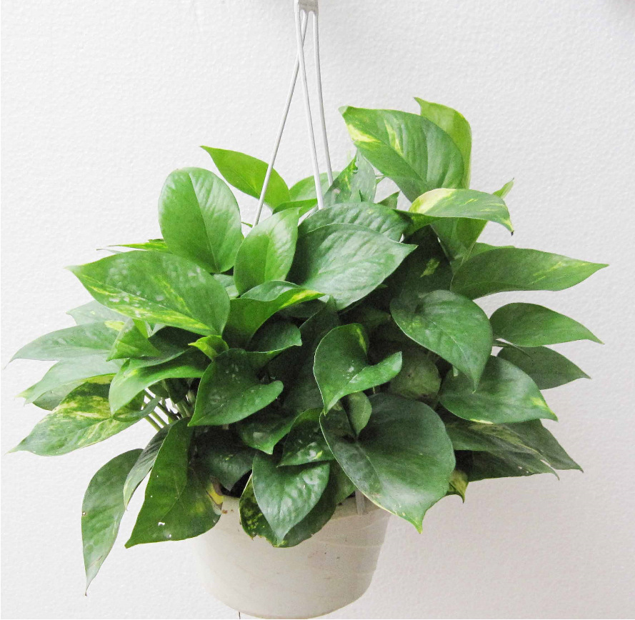 青叶绿萝吊兰植物花卉客厅小型盆栽水培绿萝 净化空气室内吸甲醛