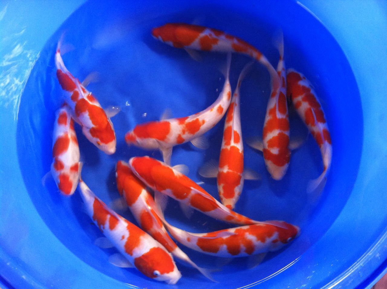 日本锦鲤活体火鲤 银鳞火鲤鱼苗 观赏鱼批发