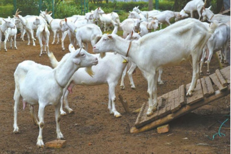 湖北恩施本地山羊原生态散养优质土羊厂家现货